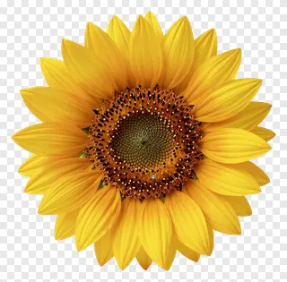 A sunflower with a brushstroke texture.