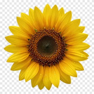 A sunflower with dew drops on its petals.