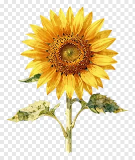 A sunflower with dried leaves on a stem.