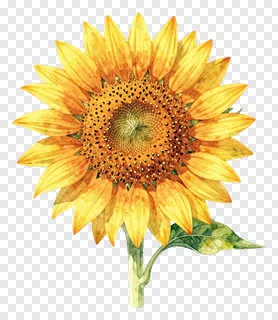 A sunflower with a detailed leaf, watercolor style.