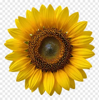 A sunflower with a frosted glass-like center.