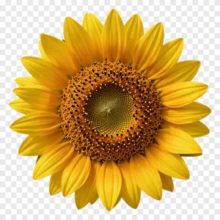 A sunflower with petals curling inward.