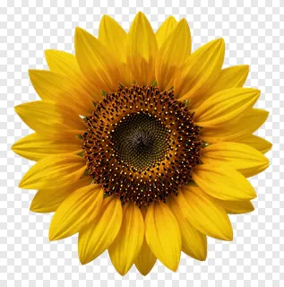 A bright yellow sunflower with a detailed center.