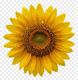 A single sunflower with bright yellow petals.