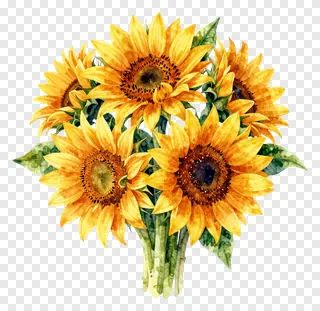 A watercolor painting of a sunflower bouquet.