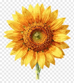 A watercolor painting of a sunflower with textured petals.