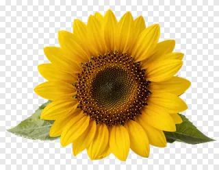 A sunflower with green leaves on a white background.