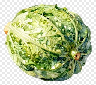 Watercolor illustration of a cabbage with detailed leaves.