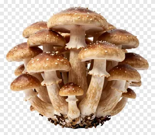 A cluster of brown mushrooms with white spots.