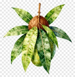 A coconut surrounded by mango leaves in watercolor.