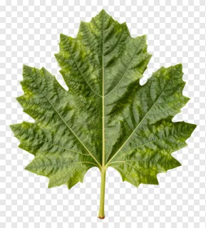 A green leaf with detailed veins on a white background.