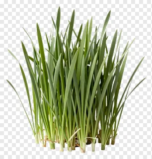 A bundle of fresh green grass blades with roots.