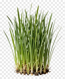 A bundle of fresh kash grass with green blades and roots.