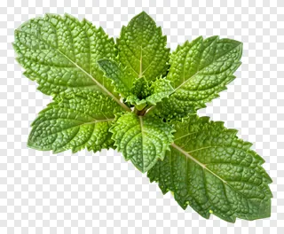 A sprig of fresh mint leaves.