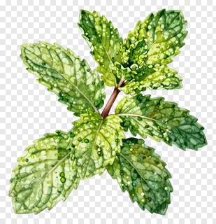 A sprig of mint leaves with dew drops.