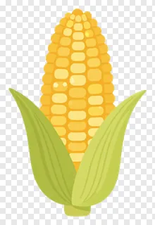 A golden corn on the cob with green husks.