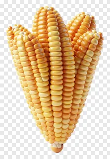 A golden cornucopia made of corn cobs.