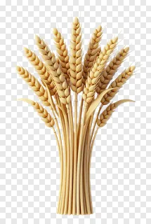 A bundle of golden wheat ears in a 3D render.