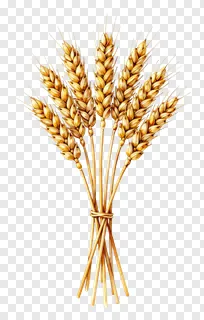 A tied bundle of golden wheat stalks.