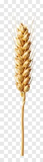 A single golden wheat sheaf with detailed grains and awns.