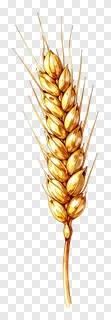 A watercolor illustration of a golden wheat sheaf.