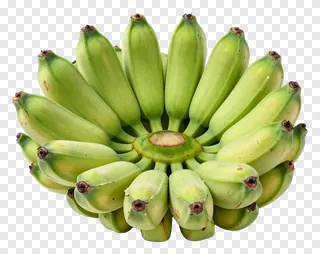 A cluster of green bananas.