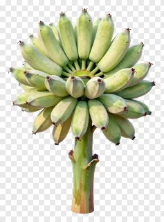 A cluster of green bananas on a stalk.