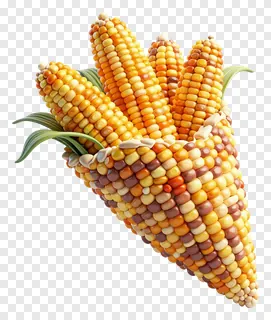 A cornucopia filled with multi-colored corn cobs.