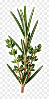A sprig of rosemary with thyme leaves.