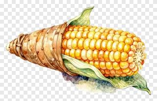 A watercolor drawing of a corn cob with husk and leaves.