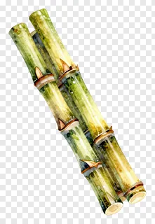Three sugarcane stalks painted in watercolor style.