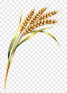 A watercolor painting of a wheat sheaf with golden ears and green leaves.