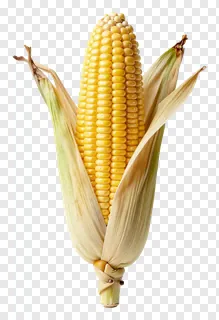An ear of yellow corn with husk partially peeled back.