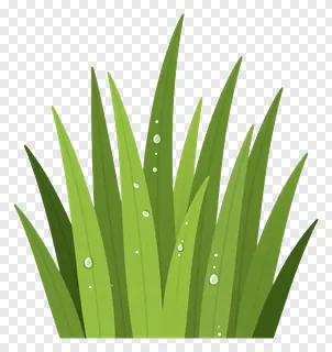 Green grass blades with dewdrops.