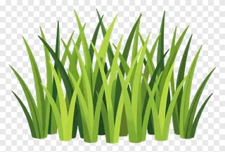 A clump of vibrant green kash grass.