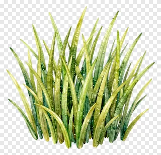 A watercolor illustration of a kash grass clump.