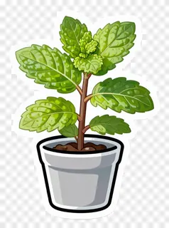 A potted mint plant with green leaves in a gray ceramic pot.