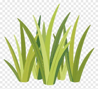 A clump of green grass with curved blades.