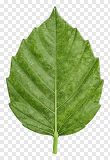 A single green leaf with detailed veins.