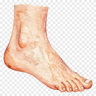 Watercolor painting of a human foot.