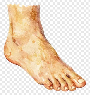 A watercolor-style illustration of a human foot with golden tones.