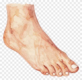 A watercolor illustration of a human foot.