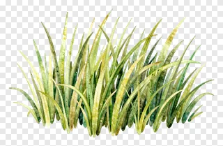 A watercolor painting of a grass clump with green and yellow hues.