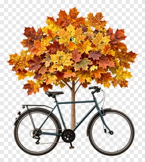 A bicycle parked under an autumn leaf canopy.